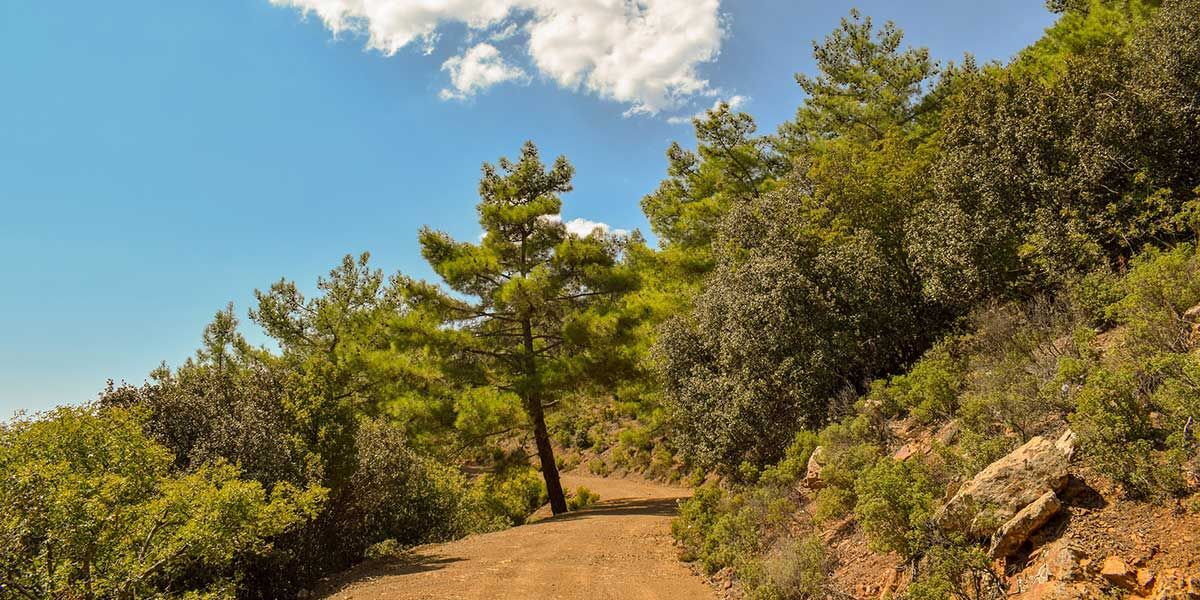 meletes-dasikis-odopoiias2